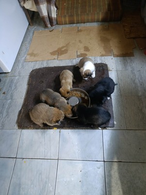 Bobby – ein kleiner Schatz sucht sein Glück 💕, Mischling Welpen - Rüde