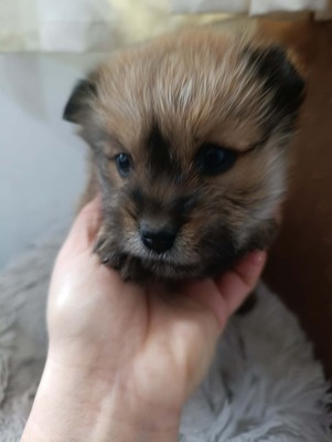 Bobby – ein kleiner Schatz sucht sein Glück 💕, Mischling Welpen - Rüde