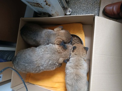 Bobby – ein kleiner Schatz sucht sein Glück 💕, Mischling Welpen - Rüde