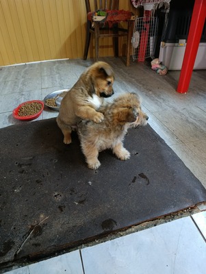 Bobby – ein kleiner Schatz sucht sein Glück 💕, Mischling Welpen - Rüde