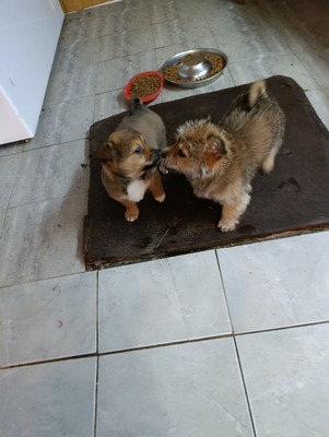Bobby – ein kleiner Schatz sucht sein Glück 💕, Mischling Welpen - Rüde