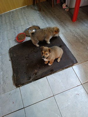Bobby – ein kleiner Schatz sucht sein Glück 💕, Mischling Welpen - Rüde