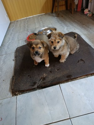 Bobby – ein kleiner Schatz sucht sein Glück 💕, Mischling Welpen - Rüde