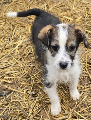 Bobi, Mix Welpen - Rüde