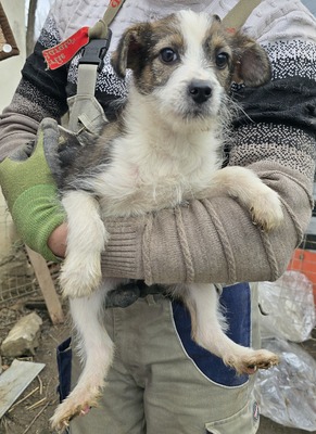 Bobi, Mix Welpen - Rüde