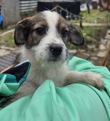 Bobi, Mix Welpen - Rüde