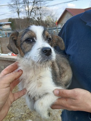 Bobi, Mix Welpen - Rüde