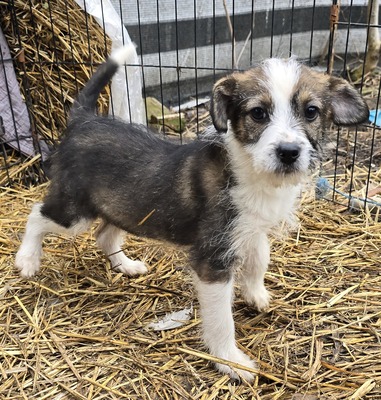 Bobi, Mix Welpen - Rüde