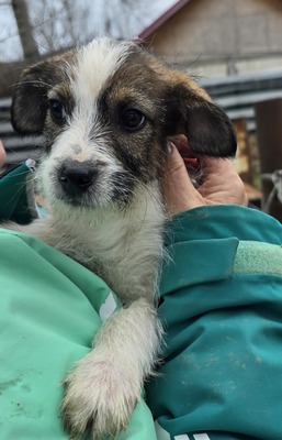 Bobi, Mix Welpen - Rüde