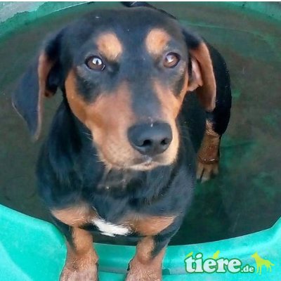 💥Bobi netter Dackelmischling, Dackel-Mischlingsrüde - Rüde