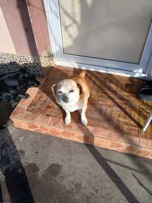 Bobita – Ein Herz aus Gold sucht seinen Platz an der Sonne (und auf dem Sofa) 🐾, Mischling - Rüde