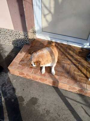 Bobita – Ein Herz aus Gold sucht seinen Platz an der Sonne (und auf dem Sofa) 🐾, Mischling - Rüde