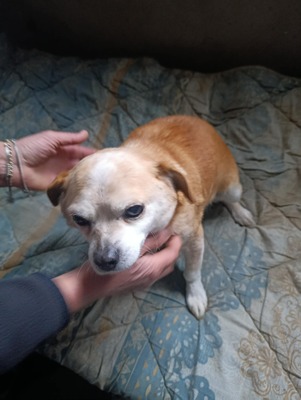 Bobita – Ein Herz aus Gold sucht seinen Platz an der Sonne (und auf dem Sofa) 🐾, Mischling - Rüde