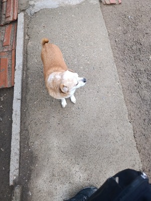 Bobita – Ein Herz aus Gold sucht seinen Platz an der Sonne (und auf dem Sofa) 🐾, Mischling - Rüde
