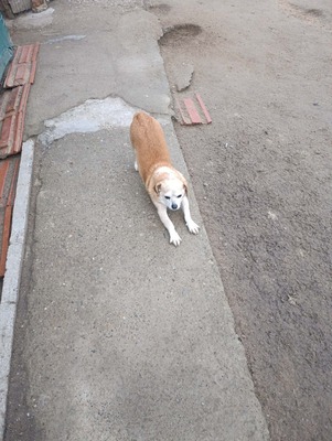 Bobita – Ein Herz aus Gold sucht seinen Platz an der Sonne (und auf dem Sofa) 🐾, Mischling - Rüde