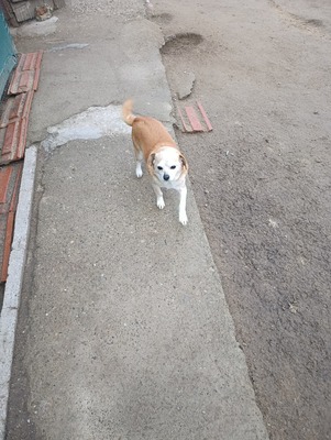Bobita – Ein Herz aus Gold sucht seinen Platz an der Sonne (und auf dem Sofa) 🐾, Mischling - Rüde