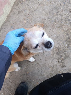 Bobita – Ein Herz aus Gold sucht seinen Platz an der Sonne (und auf dem Sofa) 🐾, Mischling - Rüde
