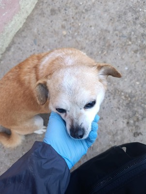 Bobita – Ein Herz aus Gold sucht seinen Platz an der Sonne (und auf dem Sofa) 🐾, Mischling - Rüde
