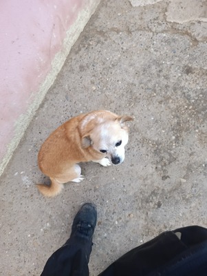 Bobita – Ein Herz aus Gold sucht seinen Platz an der Sonne (und auf dem Sofa) 🐾, Mischling - Rüde