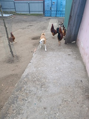 Bobita – Ein Herz aus Gold sucht seinen Platz an der Sonne (und auf dem Sofa) 🐾, Mischling - Rüde