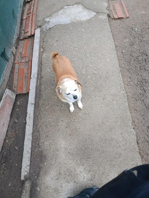 Bobita – Ein Herz aus Gold sucht seinen Platz an der Sonne (und auf dem Sofa) 🐾, Mischling - Rüde
