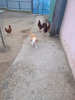 Bobita – Ein Herz aus Gold sucht seinen Platz an der Sonne (und auf dem Sofa) 🐾, Mischling - Rüde