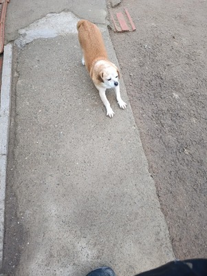 Bobita – Ein Herz aus Gold sucht seinen Platz an der Sonne (und auf dem Sofa) 🐾, Mischling - Rüde