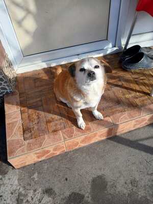 Bobita , ein Herz aus Gold sucht seinen Platz an der Sonne (und auf dem Sofa) 🐾