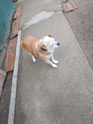 Bobita , ein Herz aus Gold sucht seinen Platz an der Sonne (und auf dem Sofa) 🐾, Mischling - Rüde