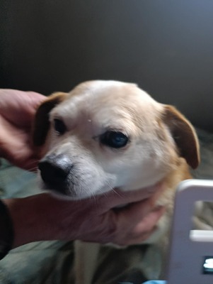 Bobita , ein Herz aus Gold sucht seinen Platz an der Sonne (und auf dem Sofa) 🐾, Mischling - Rüde