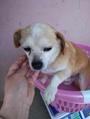 Bobita , ein Herz aus Gold sucht seinen Platz an der Sonne (und auf dem Sofa) 🐾, Mischling - Rüde