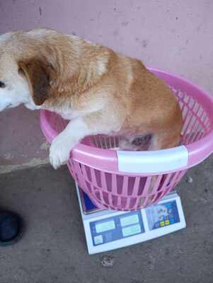 Bobita , ein Herz aus Gold sucht seinen Platz an der Sonne (und auf dem Sofa) 🐾, Mischling - Rüde
