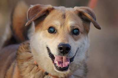 Bobo, Mischling - Rüde