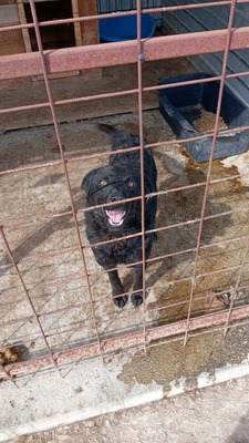 Bobo – gerettet und bereit für sein eigenes Glück