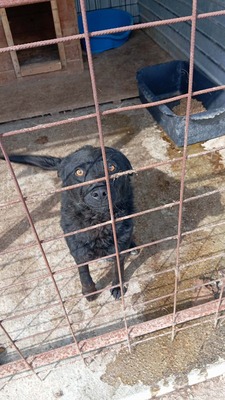 Bobo – gerettet und bereit für sein eigenes Glück, Mischling - Rüde