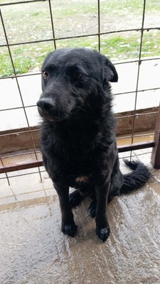 Bobo – gerettet und bereit für sein eigenes Glück, Mischling - Rüde