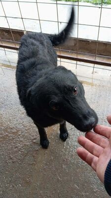 Bobo – gerettet und bereit für sein eigenes Glück, Mischling - Rüde