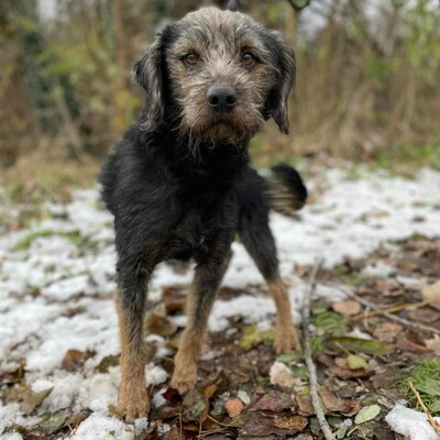 😊Bobo ist ein sehr freundlicher Hund mit einer selbstbewussten Persönlichkeit. Er ist sehr verspielt und liebt die Aufmerksamkeit 🐶, Mischling - Rüde