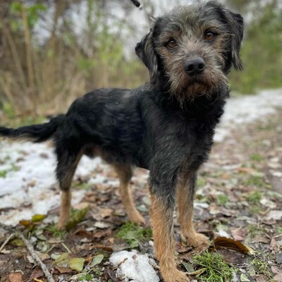 😊Bobo ist ein sehr freundlicher Hund mit einer selbstbewussten Persönlichkeit. Er ist sehr verspielt und liebt die Aufmerksamkeit 🐶, Mischling - Rüde