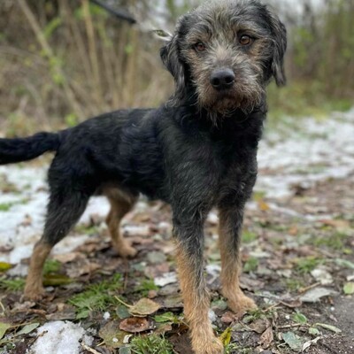 😊Bobo ist ein sehr freundlicher Hund mit einer selbstbewussten Persönlichkeit. Er ist sehr verspielt und liebt die Aufmerksamkeit 🐶, Mischling - Rüde