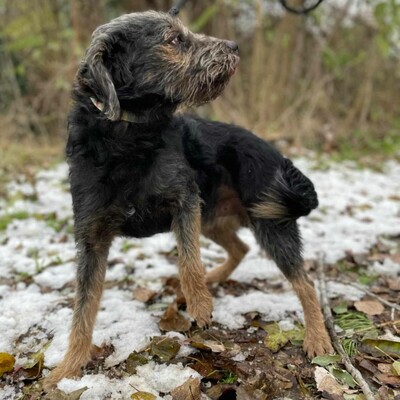 😊Bobo ist ein sehr freundlicher Hund mit einer selbstbewussten Persönlichkeit. Er ist sehr verspielt und liebt die Aufmerksamkeit 🐶, Mischling - Rüde