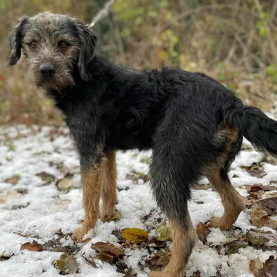 😊Bobo ist ein sehr freundlicher Hund mit einer selbstbewussten Persönlichkeit. Er ist sehr verspielt und liebt die Aufmerksamkeit 🐶, Mischling - Rüde