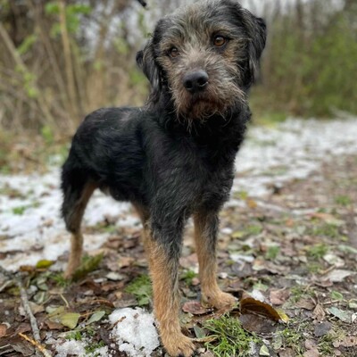 😊Bobo ist ein sehr freundlicher Hund mit einer selbstbewussten Persönlichkeit. Er ist sehr verspielt und liebt die Aufmerksamkeit 🐶, Mischling - Rüde