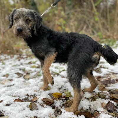 😊Bobo ist ein sehr freundlicher Hund mit einer selbstbewussten Persönlichkeit. Er ist sehr verspielt und liebt die Aufmerksamkeit 🐶, Mischling - Rüde