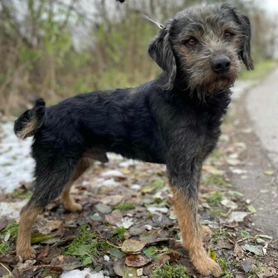 😊Bobo ist ein sehr freundlicher Hund mit einer selbstbewussten Persönlichkeit. Er ist sehr verspielt und liebt die Aufmerksamkeit 🐶, Mischling - Rüde