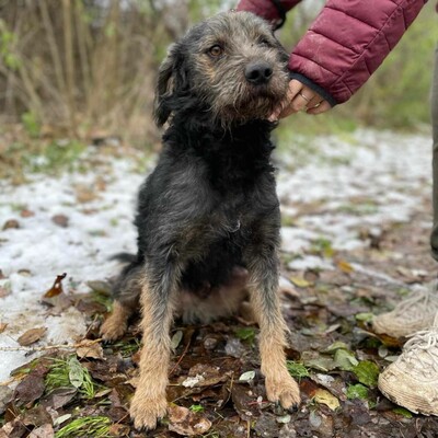 😊Bobo ist ein sehr freundlicher Hund mit einer selbstbewussten Persönlichkeit. Er ist sehr verspielt und liebt die Aufmerksamkeit 🐶, Mischling - Rüde