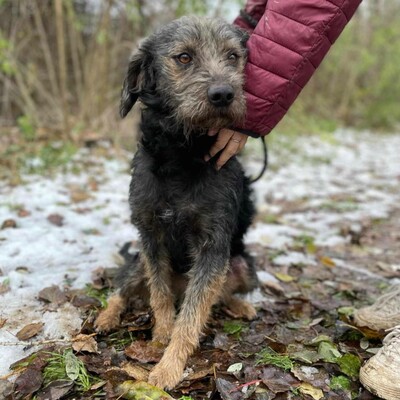 😊Bobo ist ein sehr freundlicher Hund mit einer selbstbewussten Persönlichkeit. Er ist sehr verspielt und liebt die Aufmerksamkeit 🐶, Mischling - Rüde