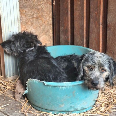 😊Bobo ist ein sehr freundlicher Hund mit einer selbstbewussten Persönlichkeit. Er ist sehr verspielt und liebt die Aufmerksamkeit 🐶, Mischling - Rüde