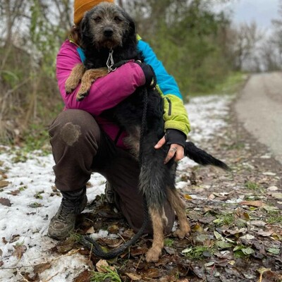 😊Bobo ist ein sehr freundlicher Hund mit einer selbstbewussten Persönlichkeit. Er ist sehr verspielt und liebt die Aufmerksamkeit 🐶, Mischling - Rüde