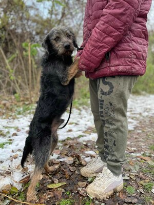 😊Bobo ist ein sehr freundlicher Hund mit einer selbstbewussten Persönlichkeit. Er ist sehr verspielt und liebt die Aufmerksamkeit 🐶, Mischling - Rüde